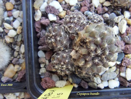 COPIAPOA HUMILIS